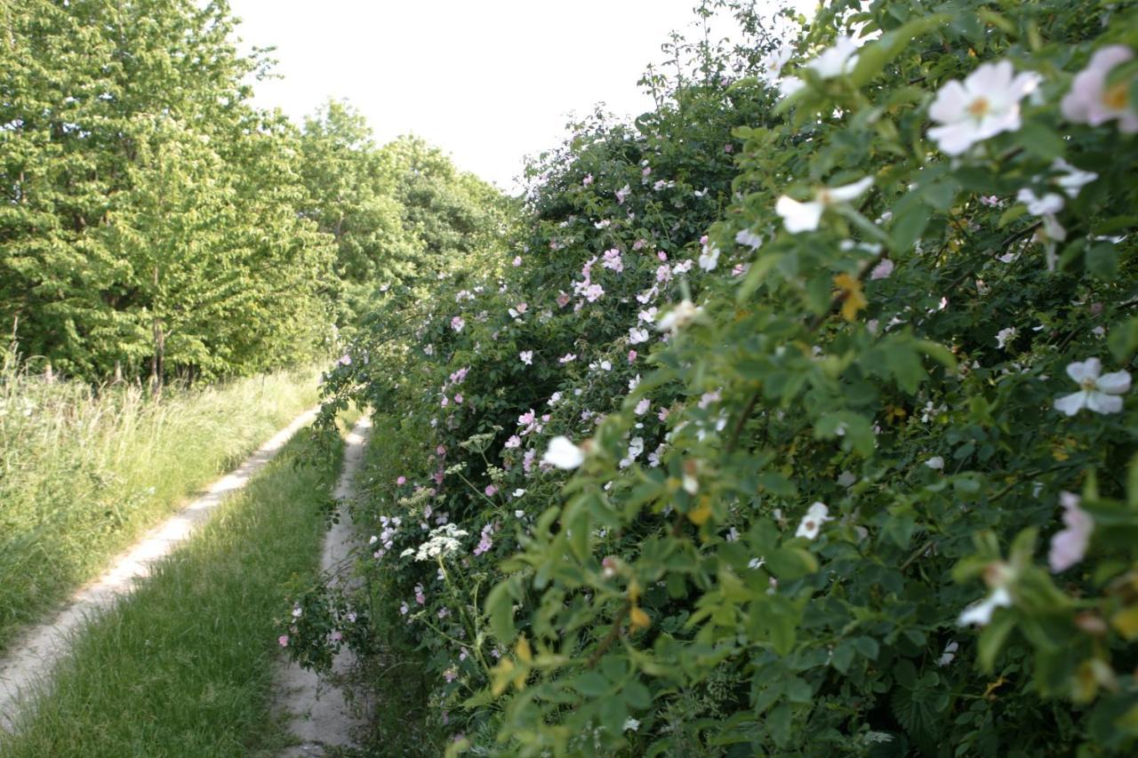 Rech Hof Urlaub Auf Dem Bauernhof Leilighet Schalkenbach Eksteriør bilde